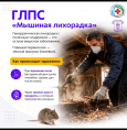 Как защитить себя себя от ГЛПС («мышиной лихорадки»)?